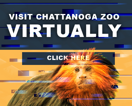 Visit the Zoo!